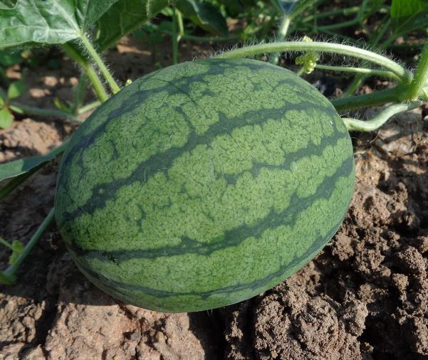 수박을 먹는 꿈 의 의미