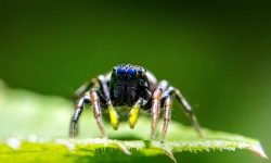 큰 거미 꿈의 의미