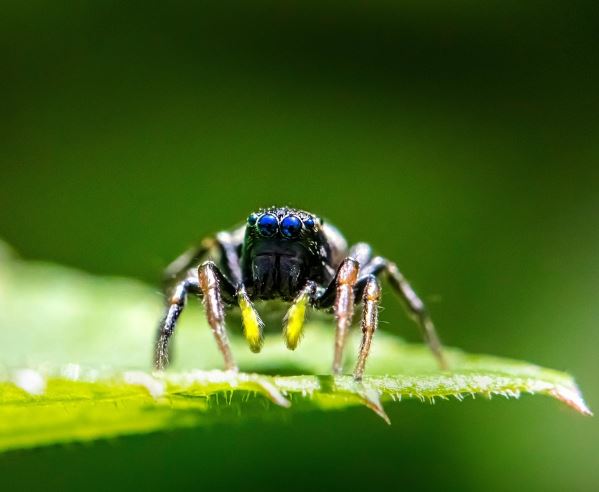 큰 거미 꿈의 의미