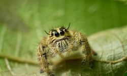 큰 거미가 나오는 꿈의 의미