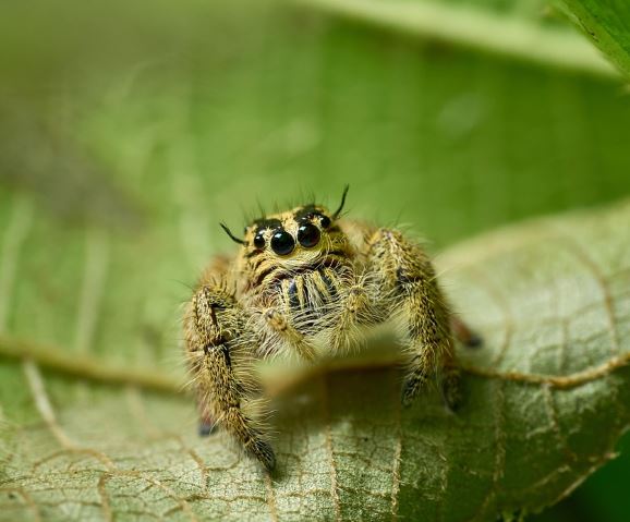 큰 거미가 나오는 꿈의 의미