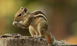 다람쥐 꿈의 의미