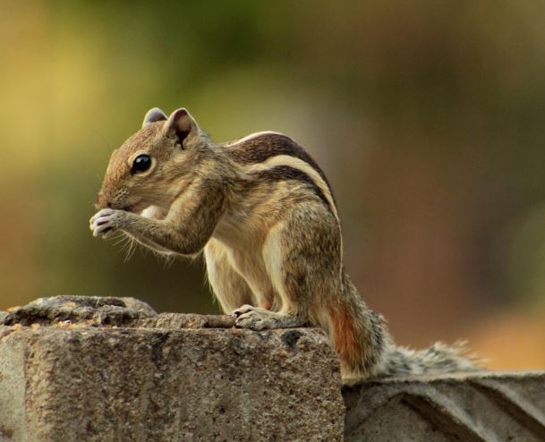 다람쥐 꿈의 의미