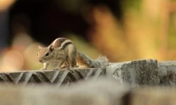 다람쥐 잡는 꿈의 의미