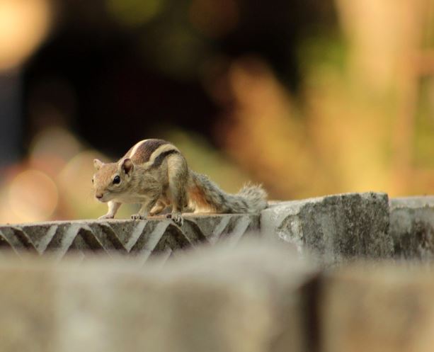 다람쥐 잡는 꿈의 의미