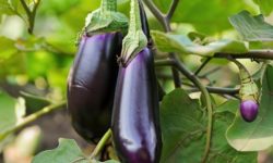 가지 보는 꿈의 의미