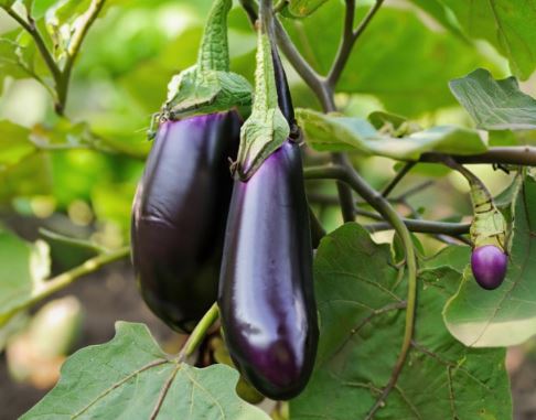 가지 보는 꿈의 의미