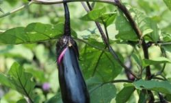 가지 사는 꿈의 의미