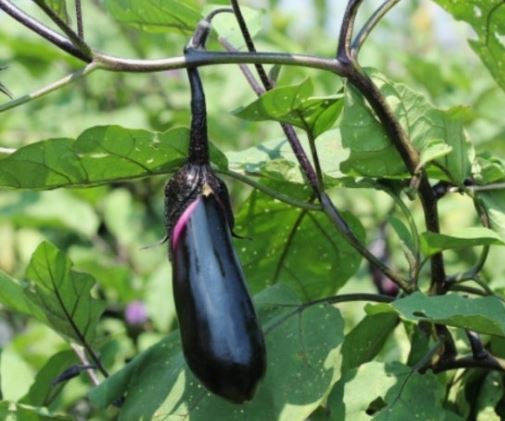 가지 사는 꿈의 의미