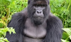 고릴라 나오는 꿈의 의미