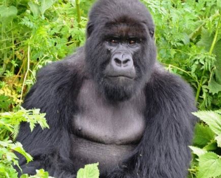 고릴라 나오는 꿈의 의미