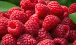 산딸기 꿈의 의미