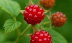 산딸기 따는 꿈의 의미