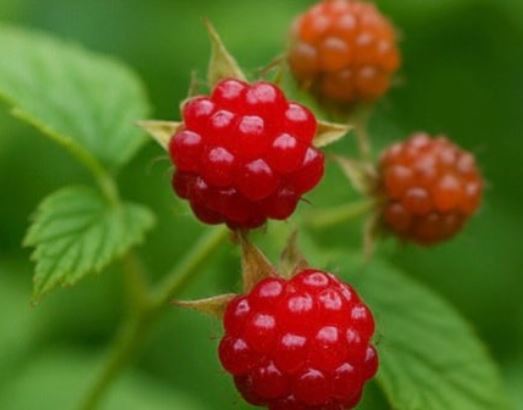 산딸기 따는 꿈의 의미