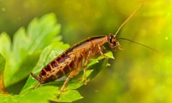 바퀴벌레 잡는 꿈의 의미