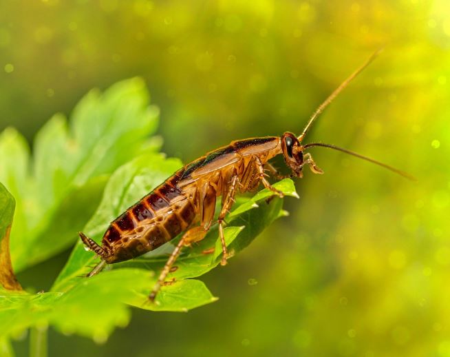 바퀴벌레 잡는 꿈의 의미