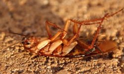 바퀴벌레 나오는 꿈의 의미