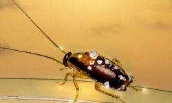 바퀴벌레 죽이는 꿈의 의미