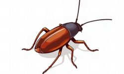 바퀴벌레 보는 꿈의 의미