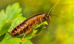 바퀴벌레 먹는 꿈의 의미