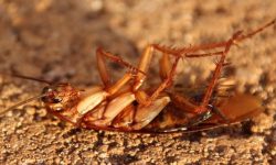 바퀴벌레 약 뿌리는 꿈의 의미