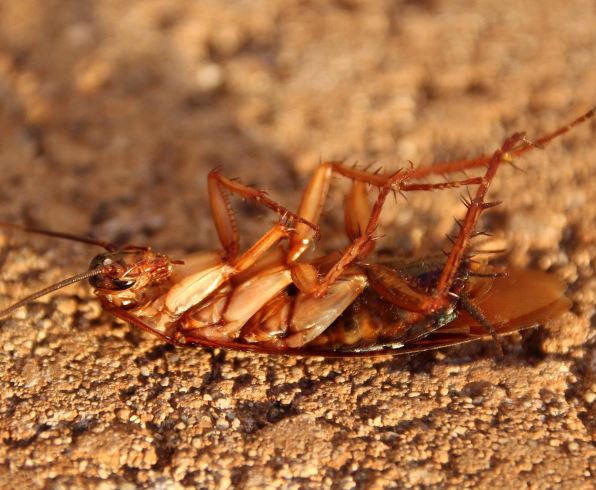 바퀴벌레 약 뿌리는 꿈의 의미