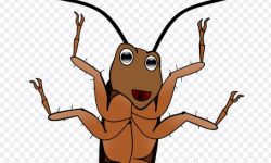 큰 바퀴벌레 꿈의 의미