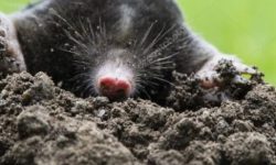 두더지 꿈의 의미