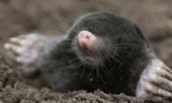 두더지 잡는 꿈의 의미