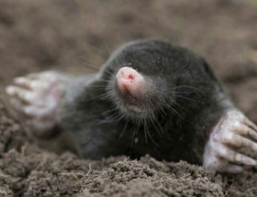 두더지 잡는 꿈의 의미