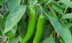 풋고추 꿈의 의미