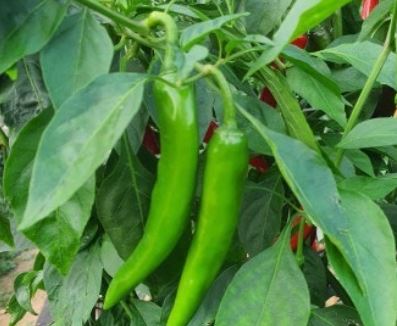 풋고추 꿈의 의미