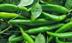 풋고추 먹는 꿈의 의미