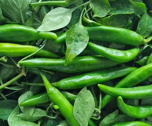 풋고추 먹는 꿈의 의미