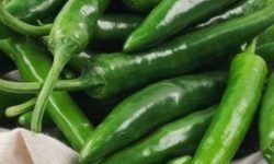 풋고추 따는 꿈의 의미