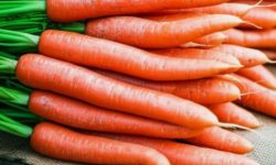 당근 보는 꿈의 의미