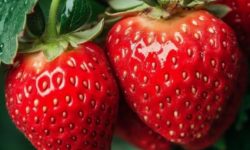 딸기 보는 꿈의 의미