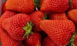 딸기 받는 꿈의 의미