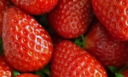 딸기 태몽 꿈의 의미