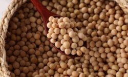 콩 줍는 꿈의 의미