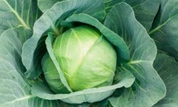 양배추 태몽 꿈의 의미