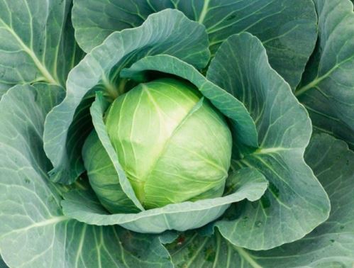 양배추 태몽 꿈의 의미