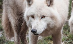 늑대 꿈의 의미