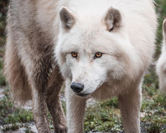 늑대 꿈의 의미