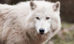 늑대 잡는 꿈의 의미