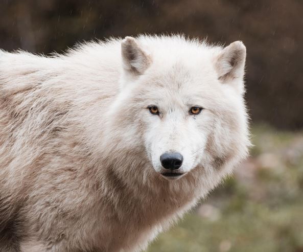 늑대 잡는 꿈의 의미