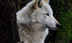 늑대 나오는 꿈의 의미