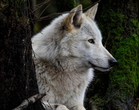 늑대 나오는 꿈의 의미