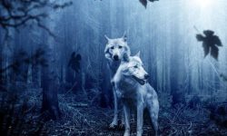 늑대 죽이는 꿈의 의미