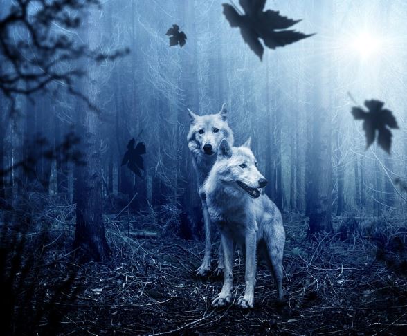 늑대 죽이는 꿈의 의미